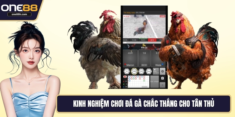 Kinh nghiệm chơi đá gà